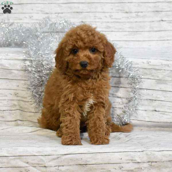 Sweetie, Mini Goldendoodle Puppy